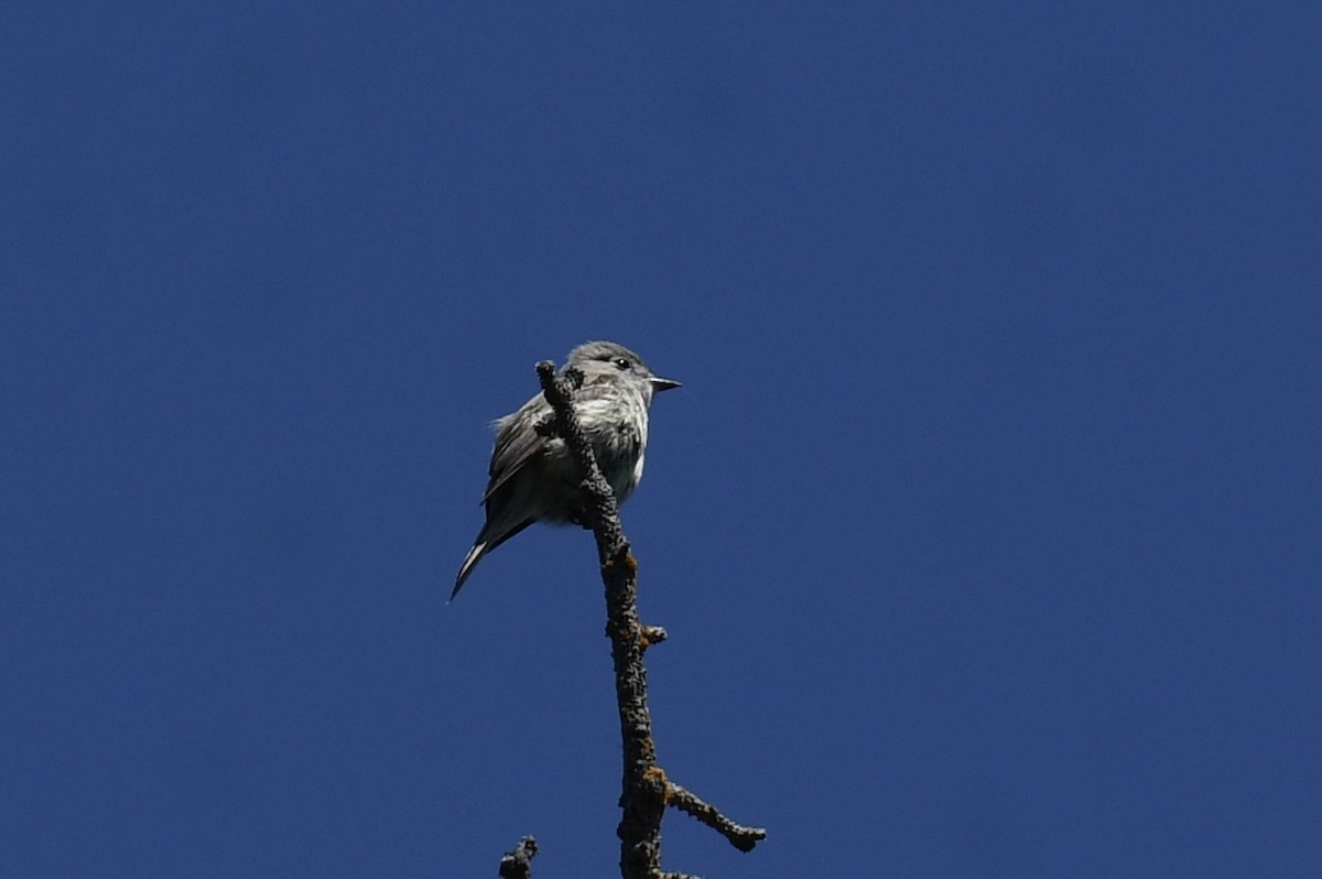 Hammond's Flycatcher - ML620653681