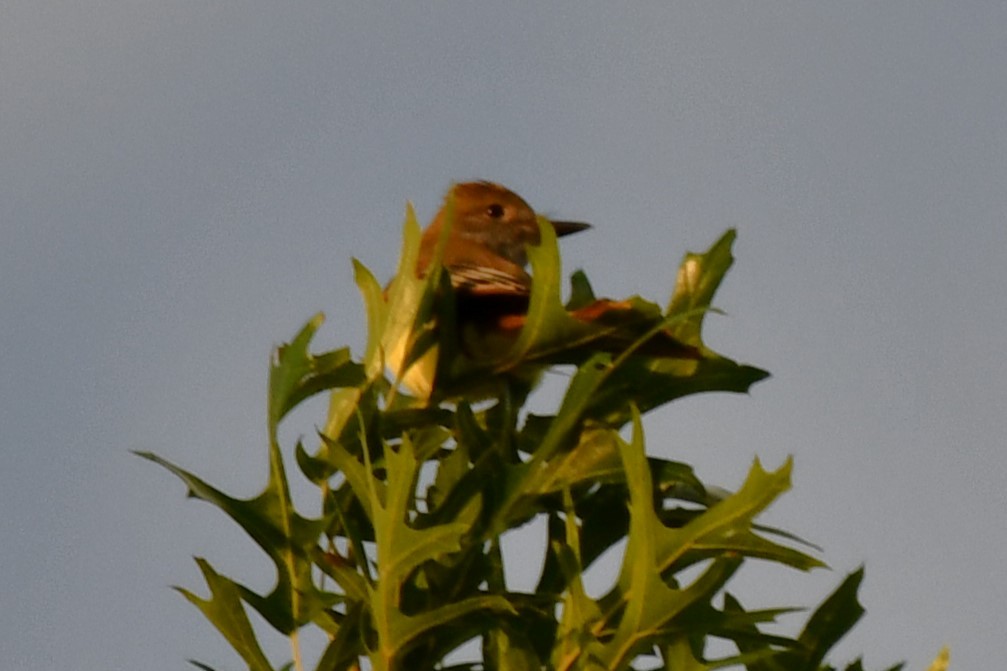 Great Crested Flycatcher - ML620653684