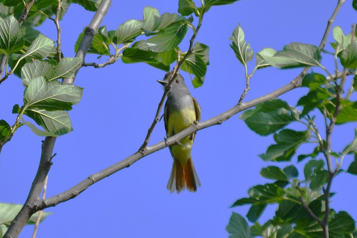 Great Crested Flycatcher - ML620653687