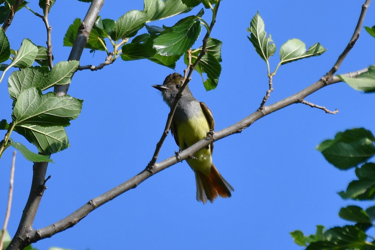 Great Crested Flycatcher - ML620653688