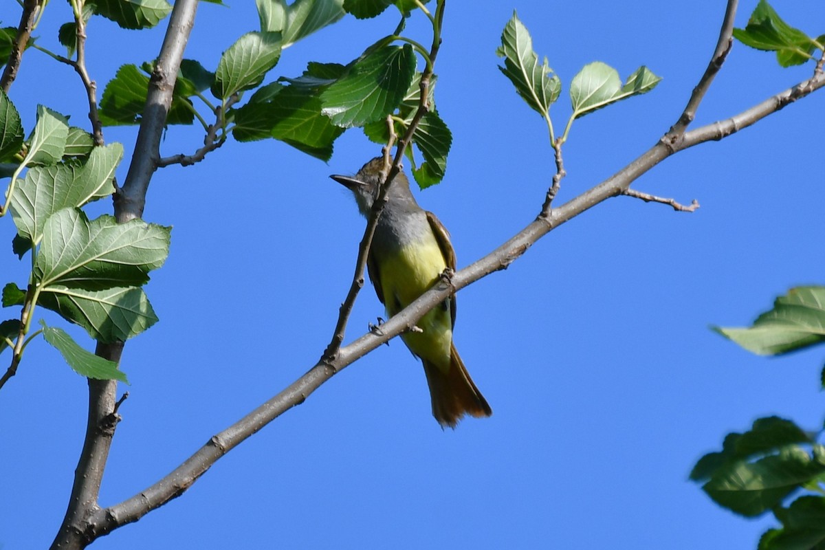 Great Crested Flycatcher - ML620653689