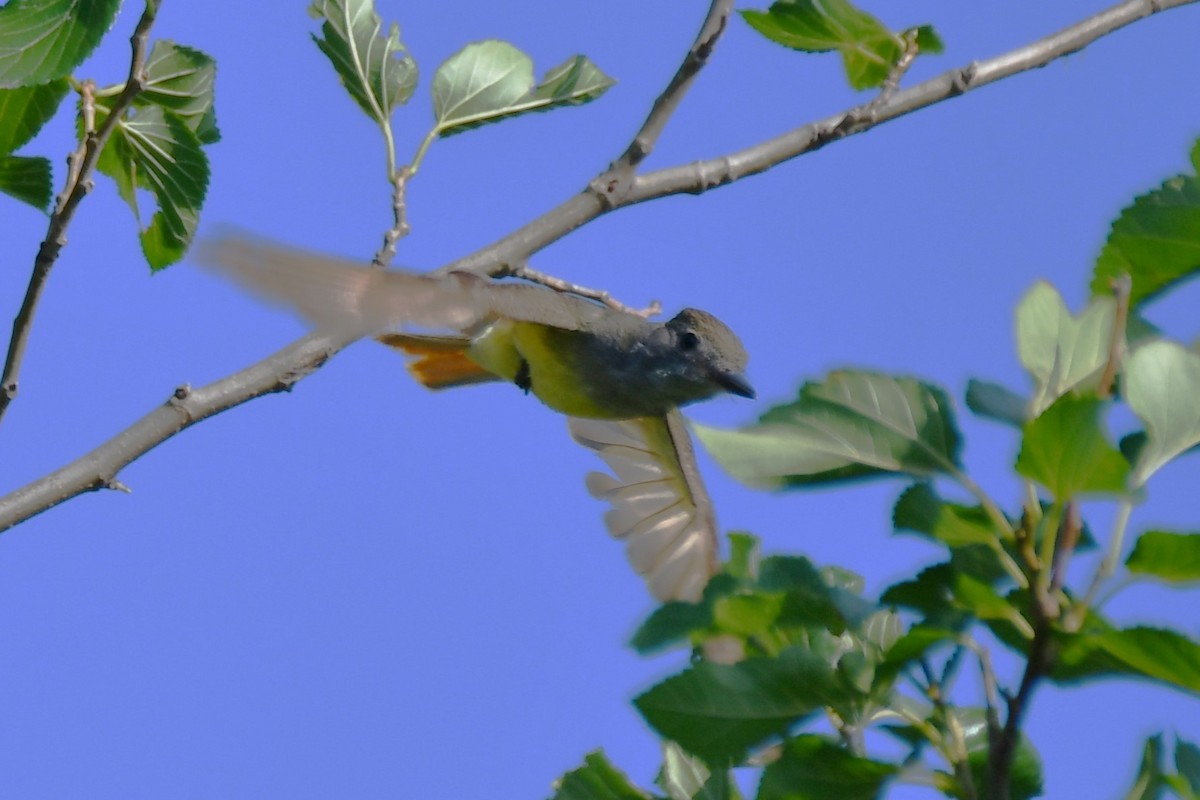 Great Crested Flycatcher - ML620653690