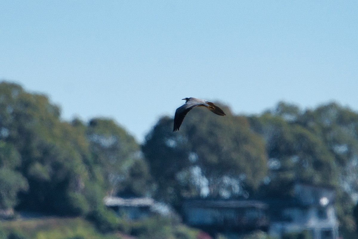 White-faced Heron - ML620653693