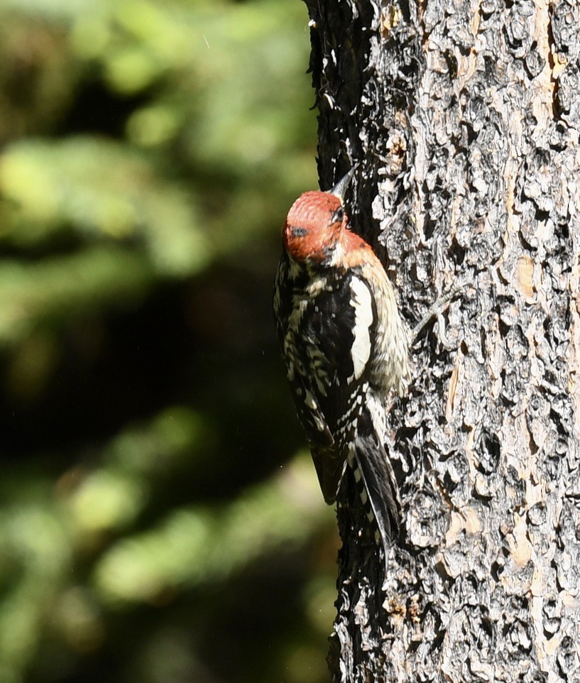 Red-breasted Sapsucker - ML620653698