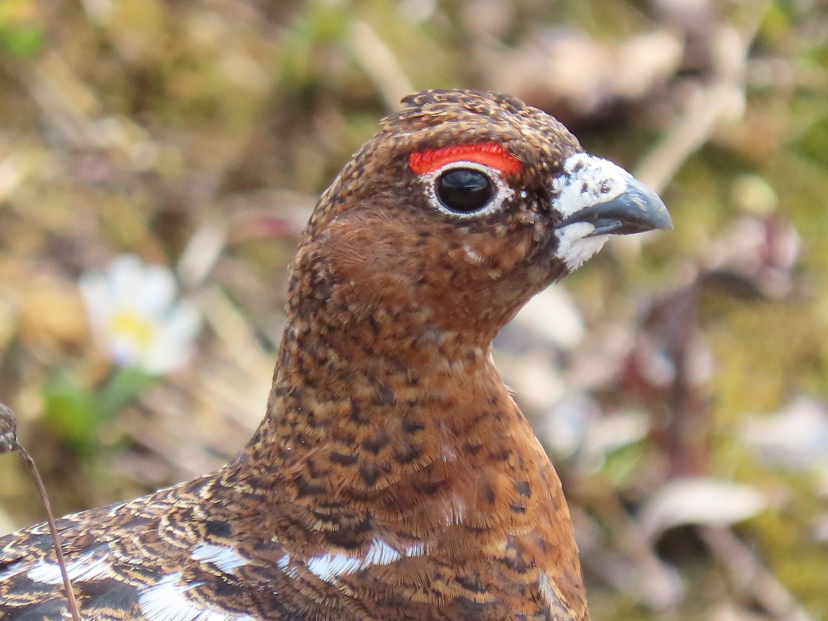 Willow Ptarmigan - Ken White