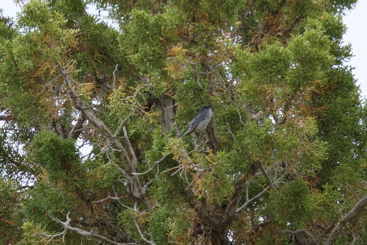 Blue-gray Gnatcatcher (obscura Group) - ML620653705