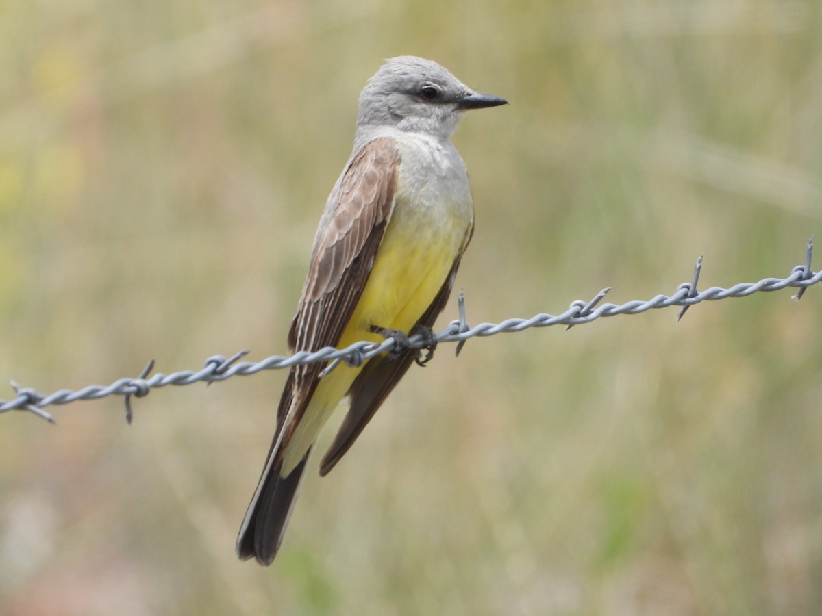 Western Kingbird - ML620653707