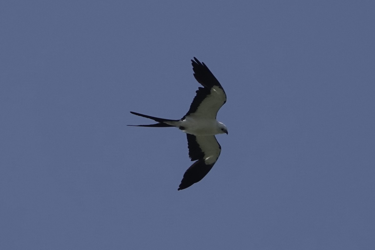 Swallow-tailed Kite - ML620653710