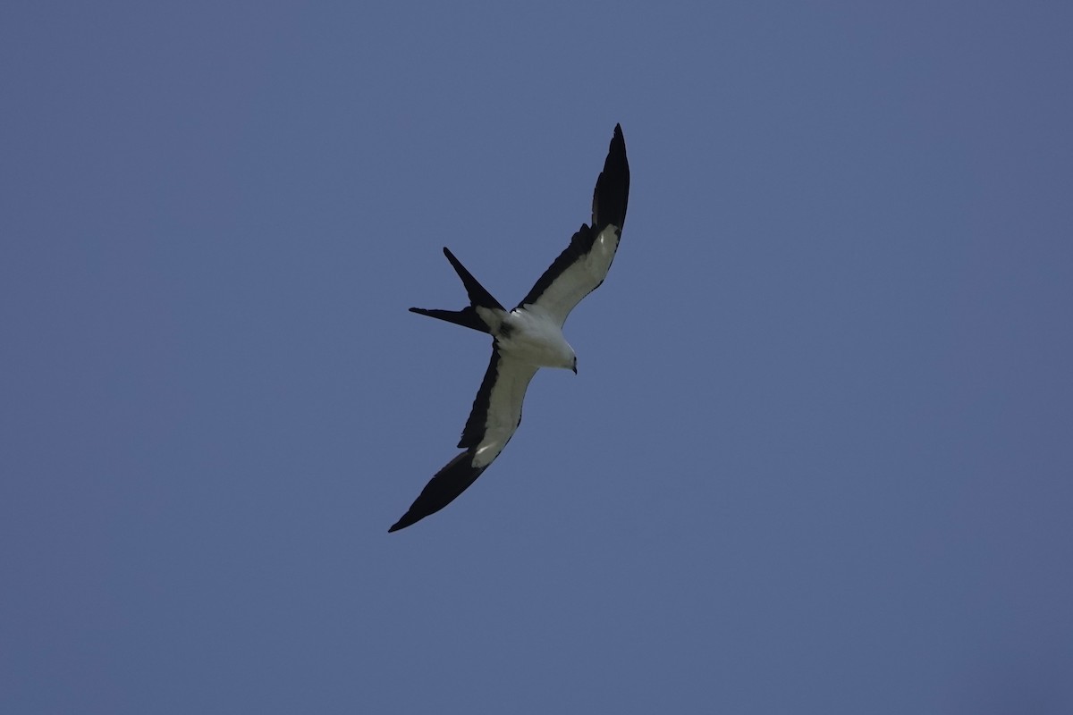 Swallow-tailed Kite - ML620653711