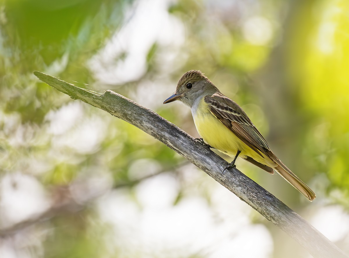 Great Crested Flycatcher - ML620653714