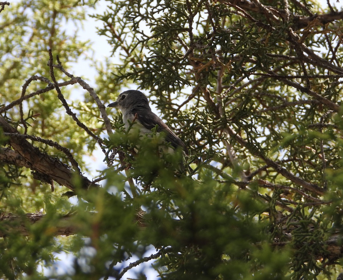 Plumbeous Vireo - ML620653715