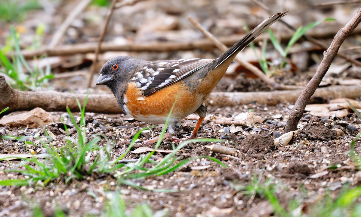 Spotted Towhee - ML620653717