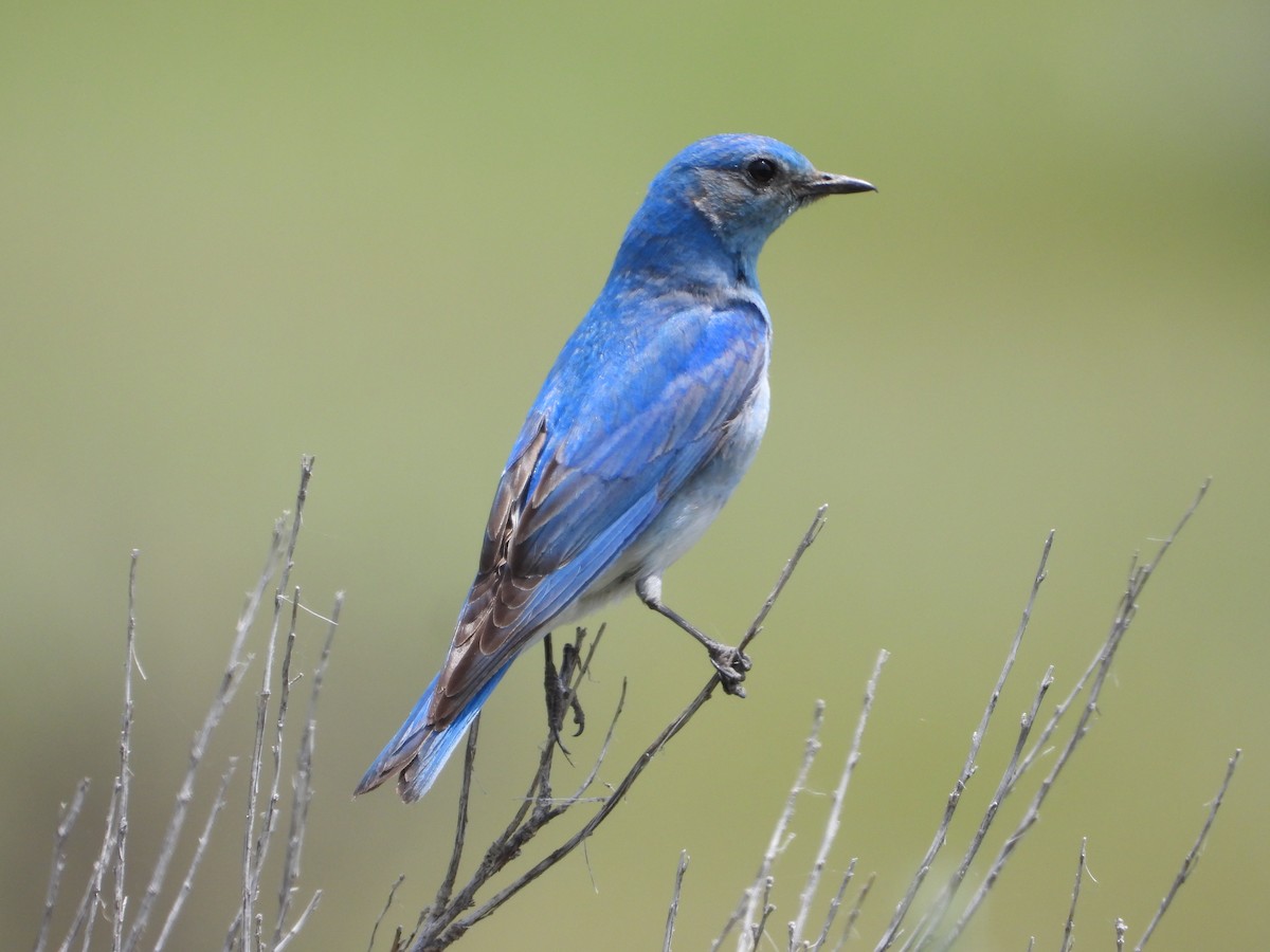 Mountain Bluebird - ML620653720