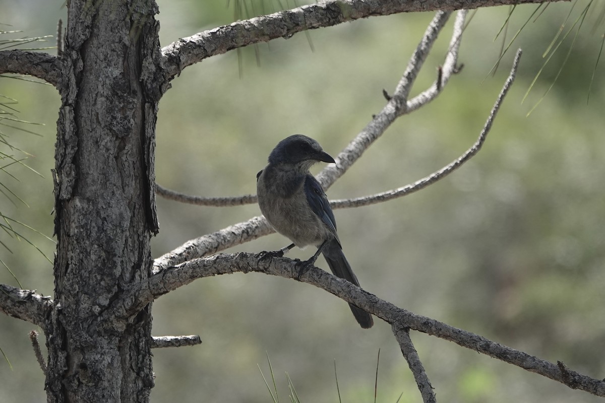 Florida Scrub-Jay - Jonny Wahl