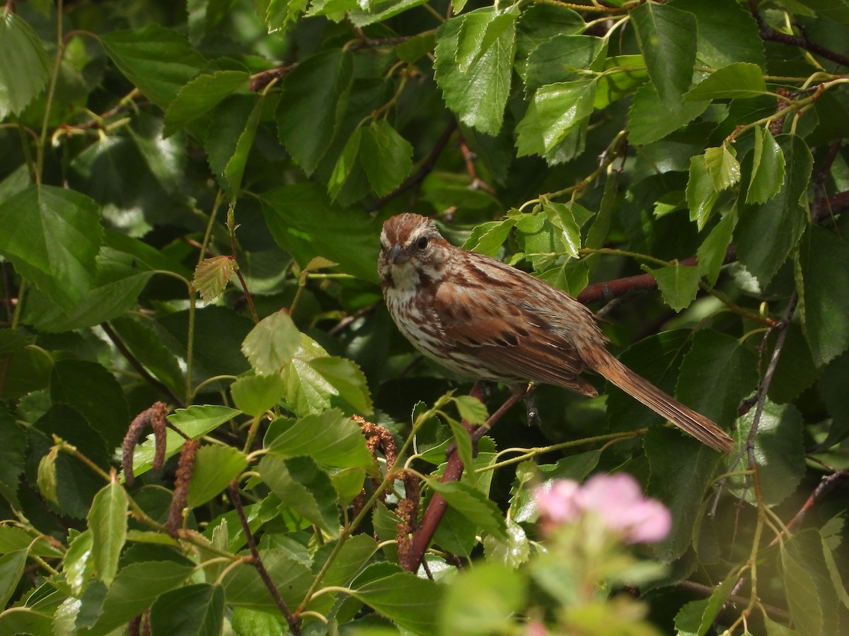 Song Sparrow - ML620653722