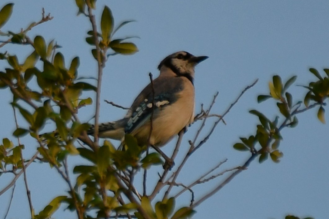 Blue Jay - ML620653724