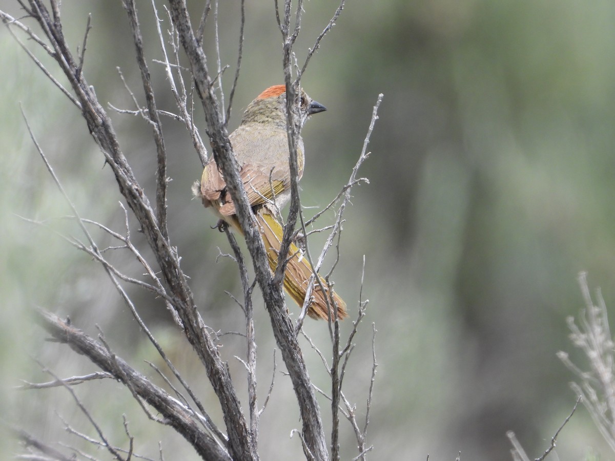 Green-tailed Towhee - ML620653728