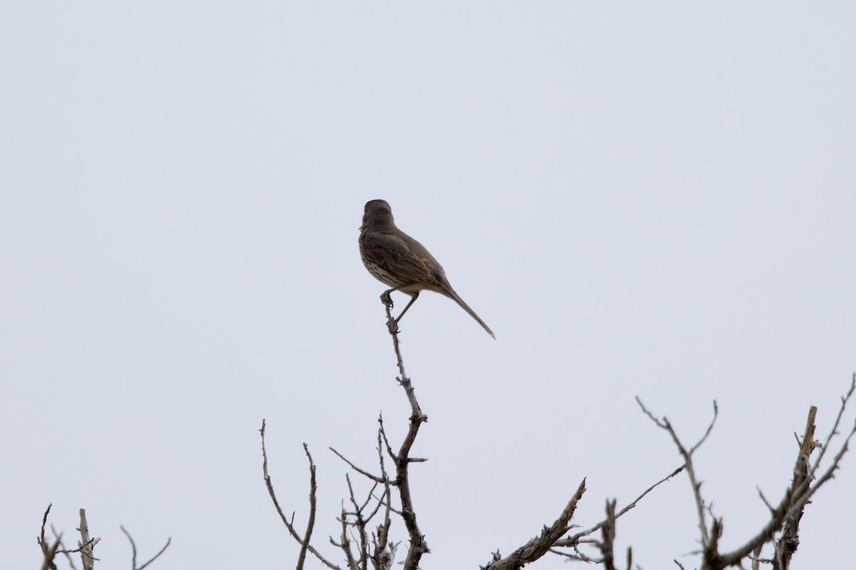 Sage Thrasher - ML620653731