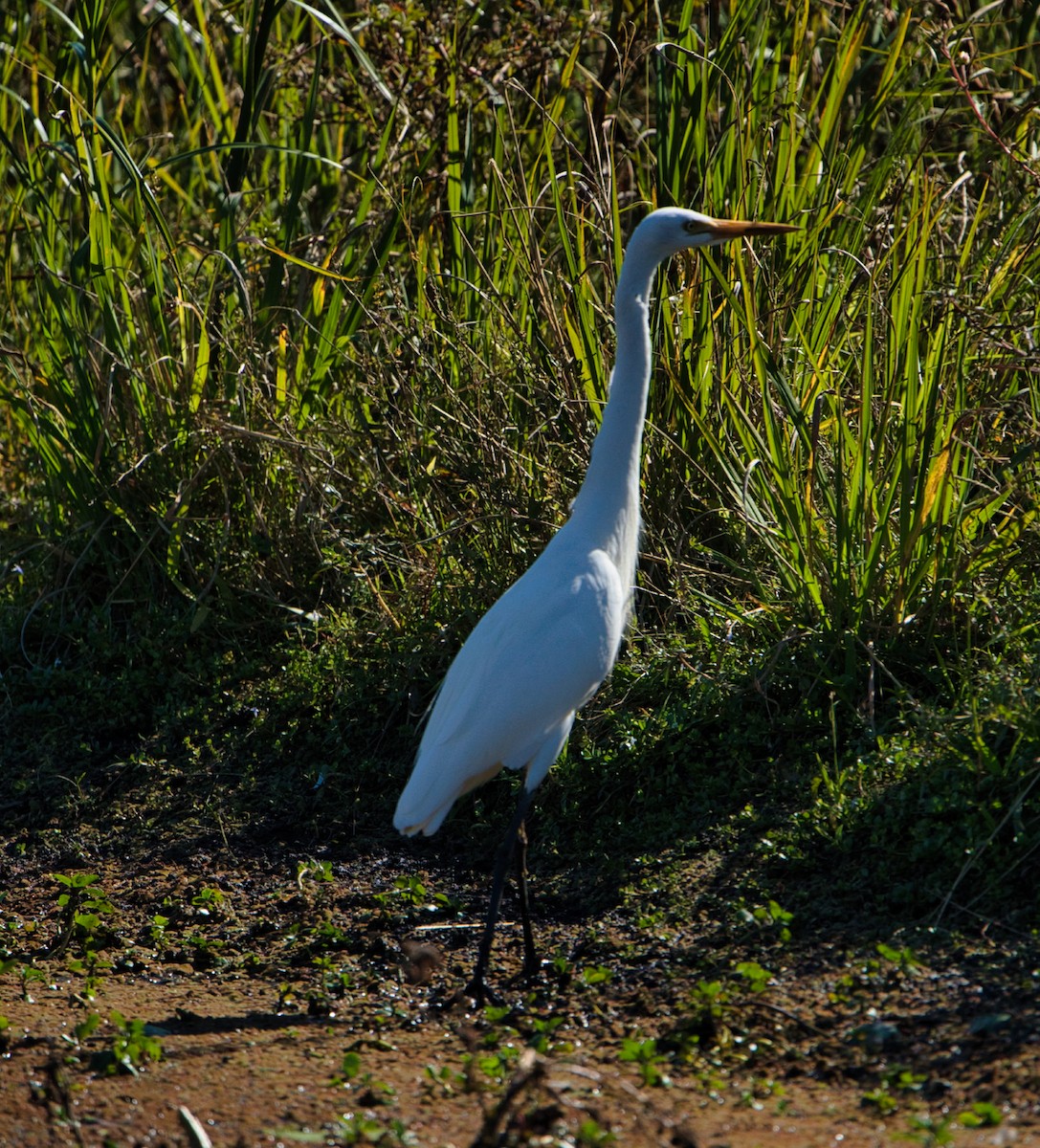 Plumed Egret - ML620653732