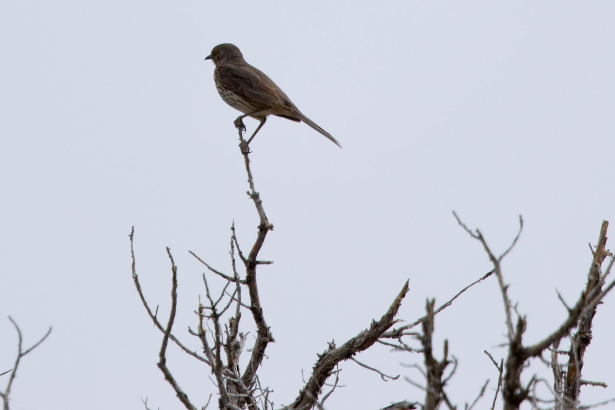 Sage Thrasher - ML620653733