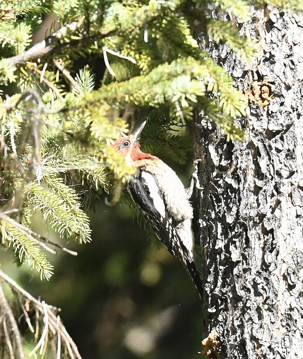 Red-breasted Sapsucker - ML620653735