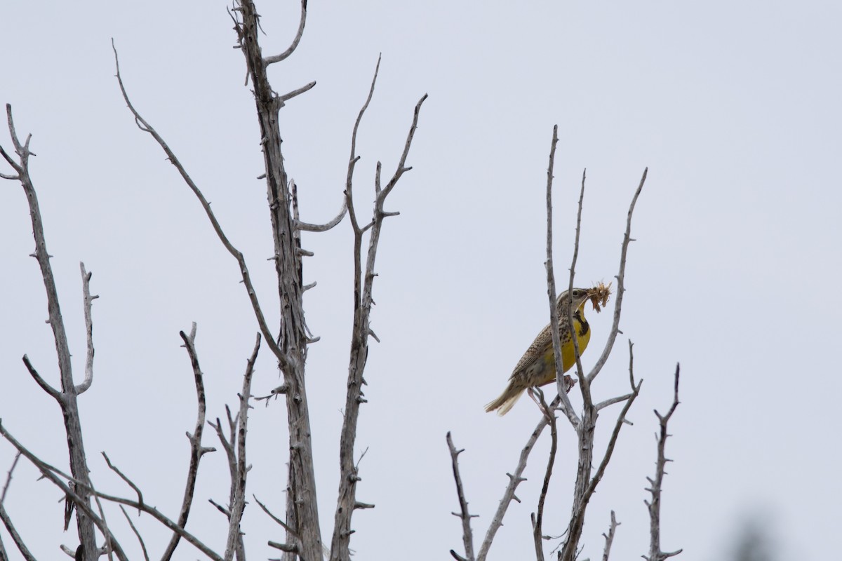 Western Meadowlark - ML620653738