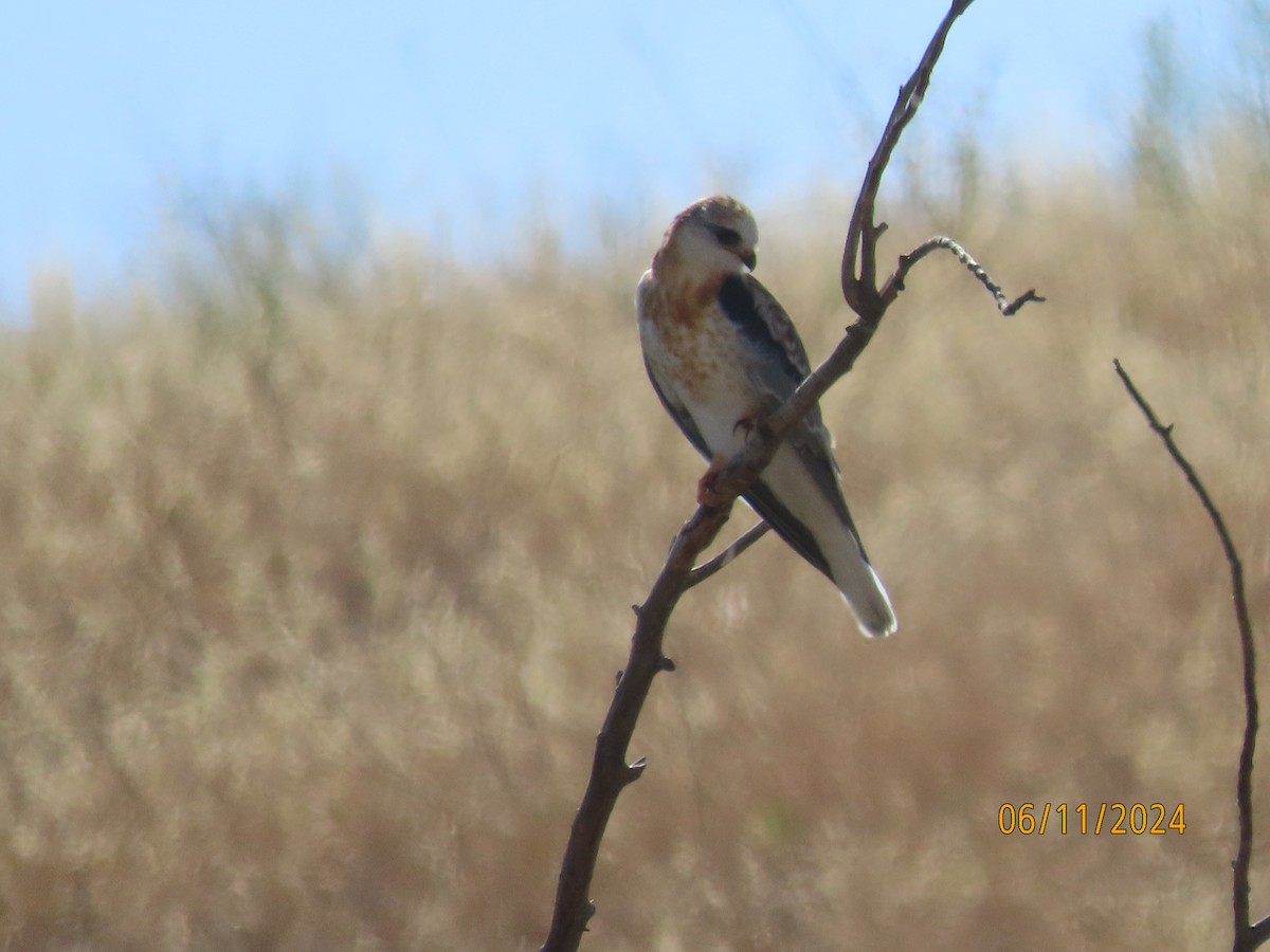 White-tailed Kite - ML620653739