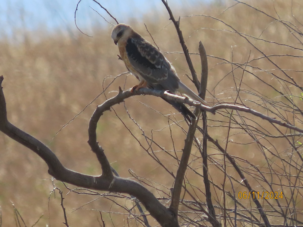 White-tailed Kite - ML620653740