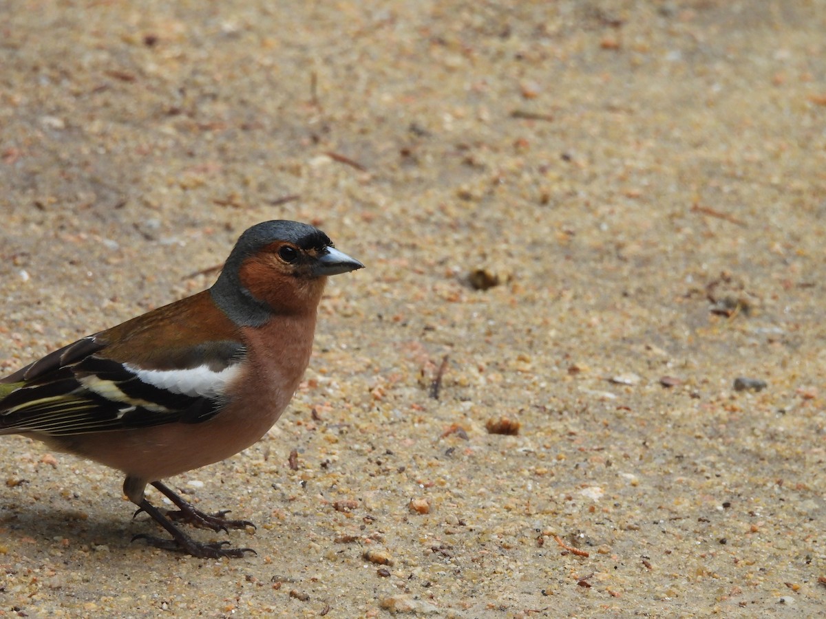 Common Chaffinch - ML620653742