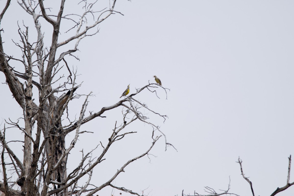 Western Meadowlark - ML620653744