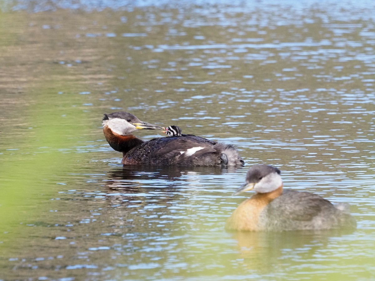 Red-necked Grebe - ML620653745