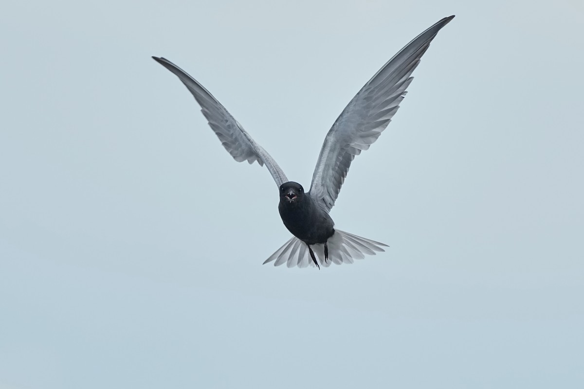 Black Tern - ML620653747