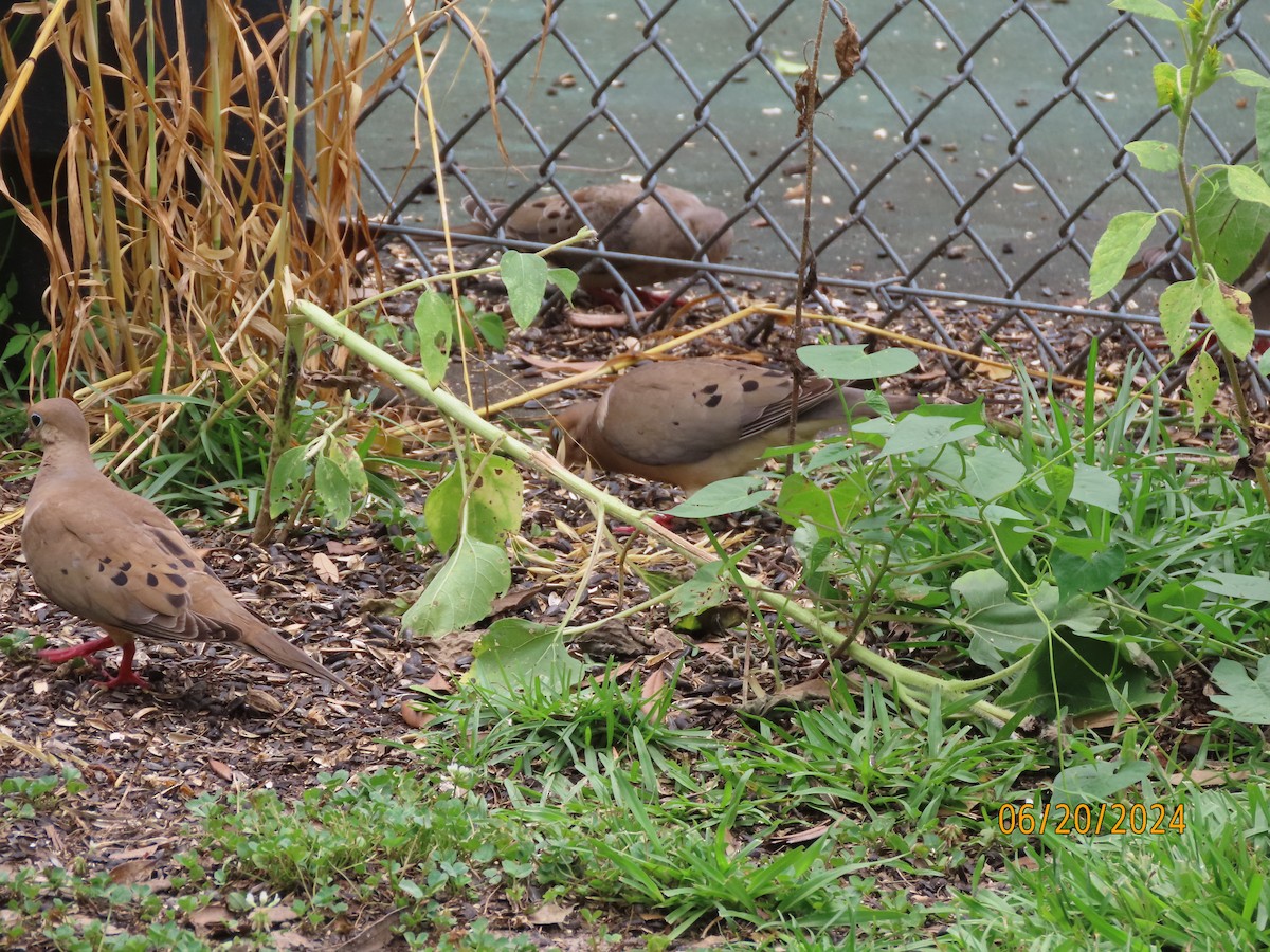 Mourning Dove - ML620653751