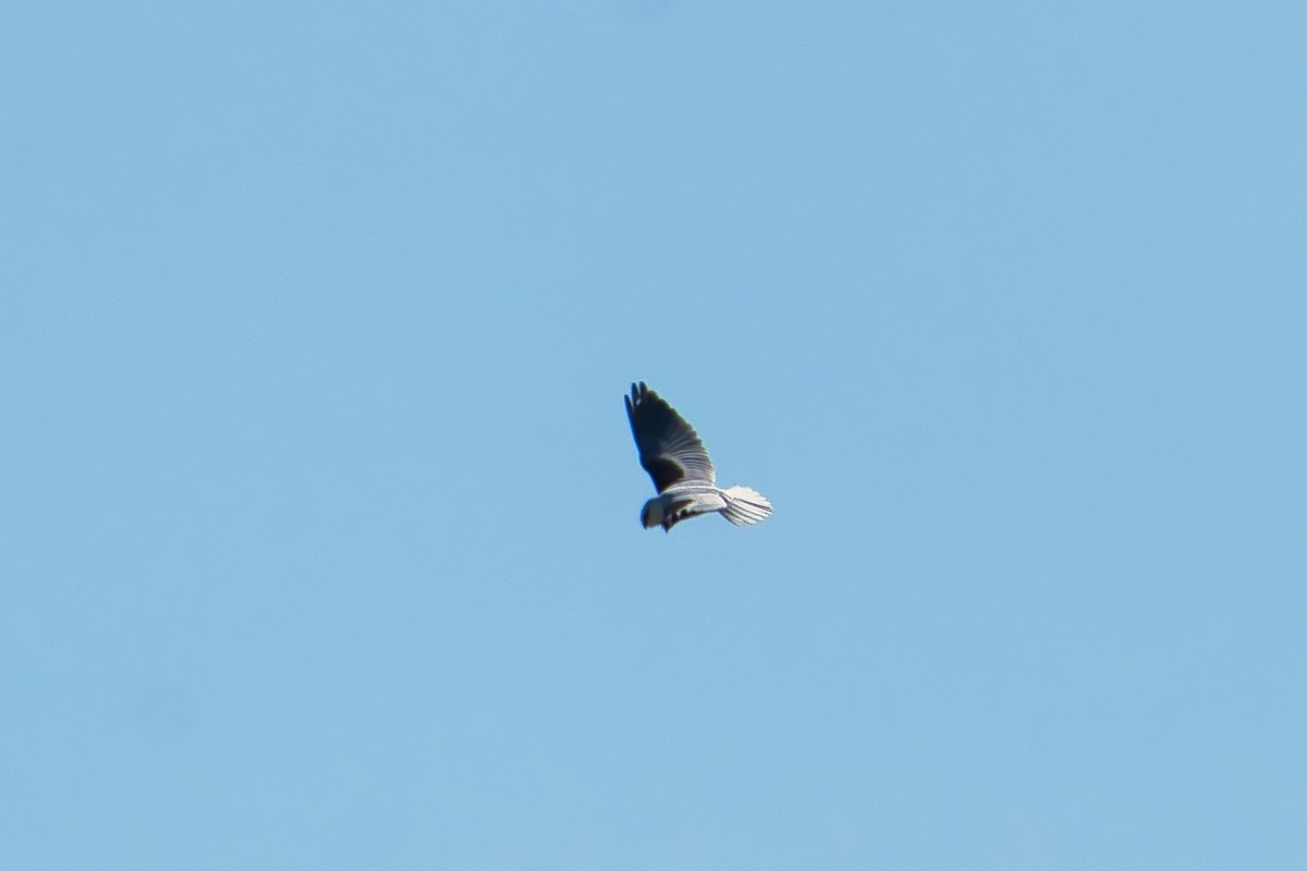 Black-shouldered Kite - ML620653752