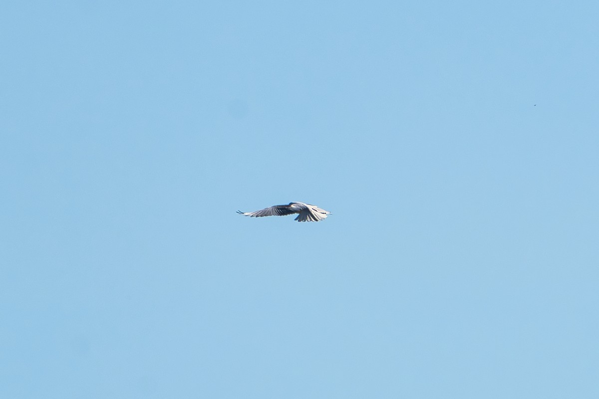 Black-shouldered Kite - ML620653753