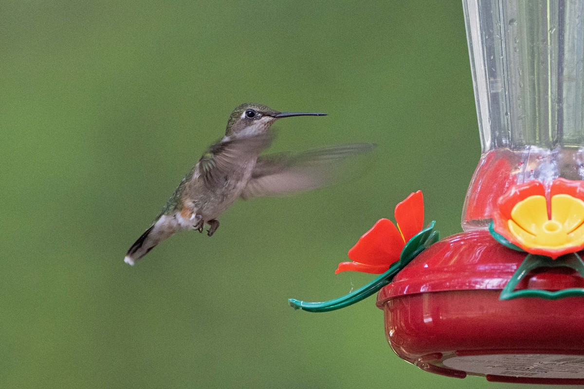 Ruby-throated Hummingbird - ML620653756