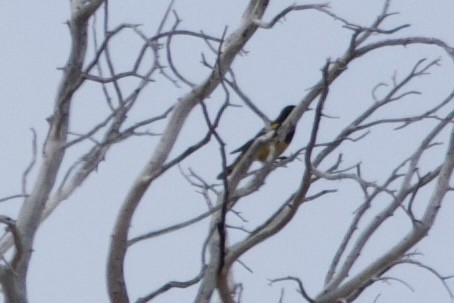 Scott's Oriole - ML620653757