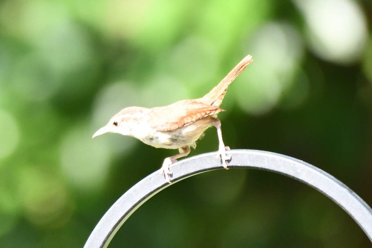 Carolina Wren - ML620653761