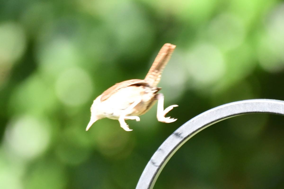 Carolina Wren - ML620653762