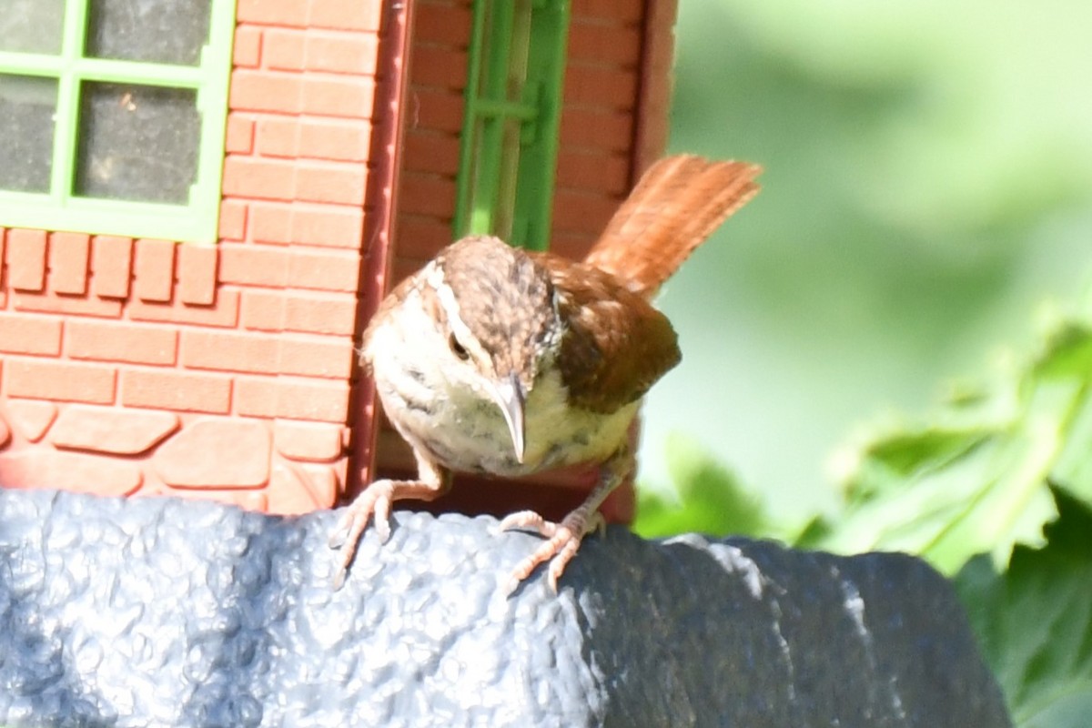 Carolina Wren - ML620653766