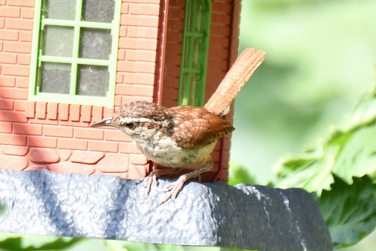 Carolina Wren - ML620653767