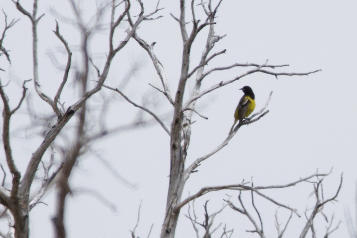 Scott's Oriole - ML620653770