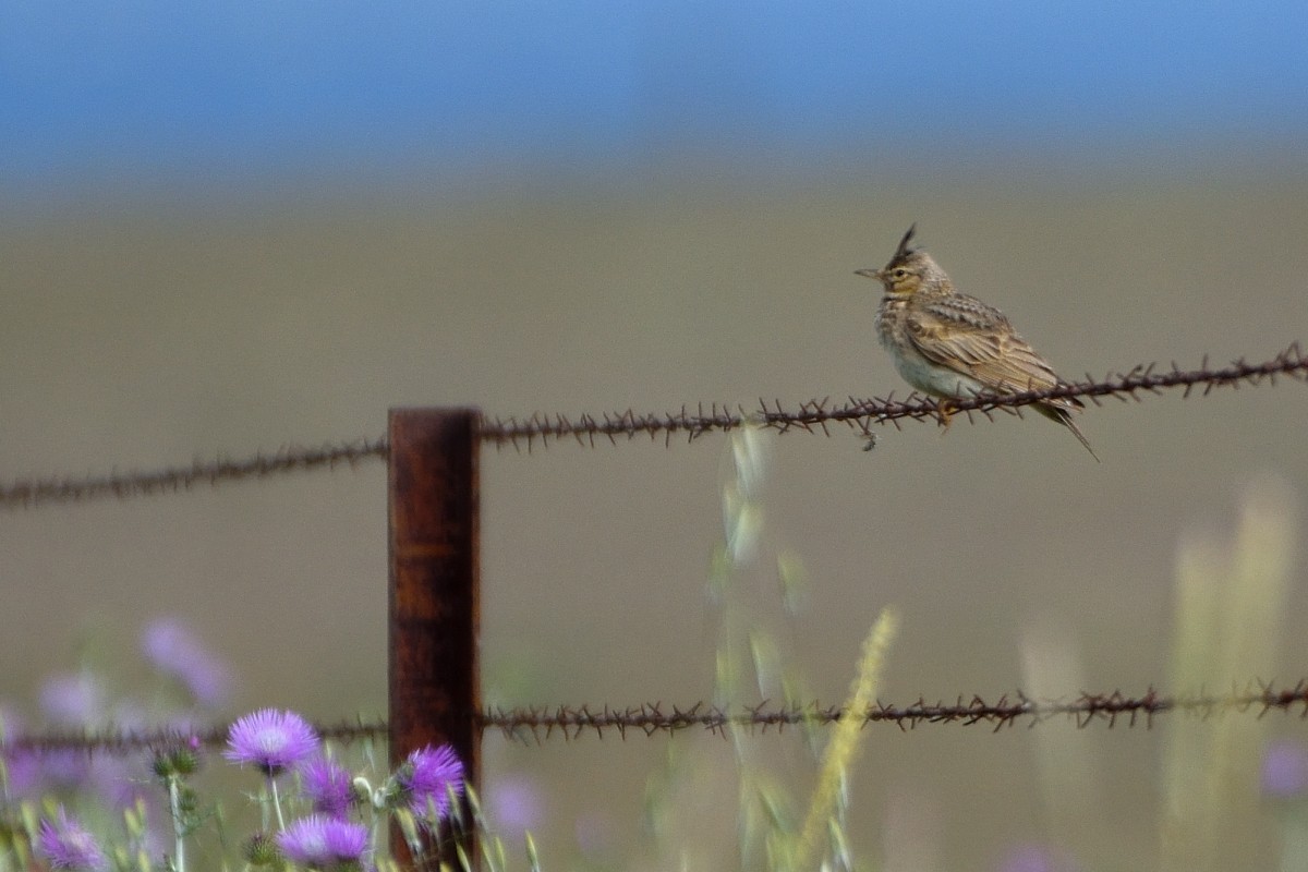 Crested Lark - Richard Guillet