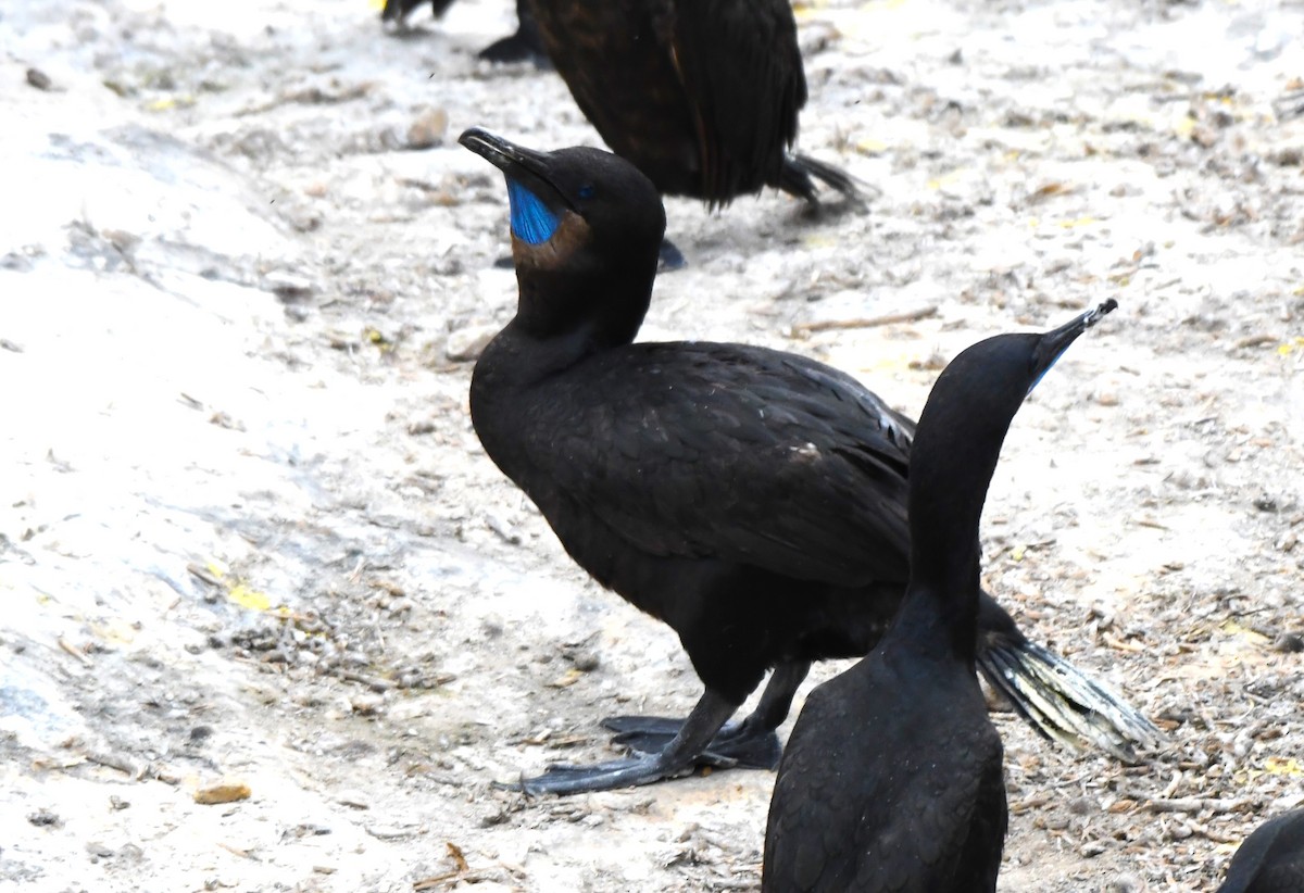 Brandt's Cormorant - ML620653775