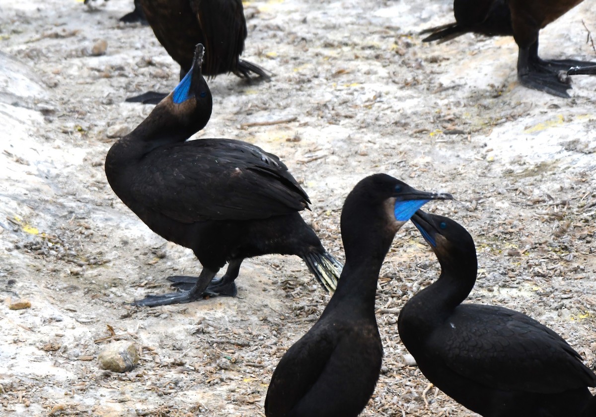 Brandt's Cormorant - ML620653776