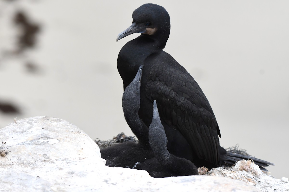 Brandt's Cormorant - ML620653777