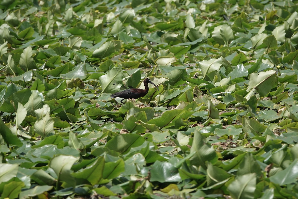 ibis hnědý - ML620653782