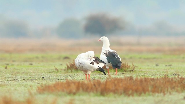 Andean Goose - ML620653788