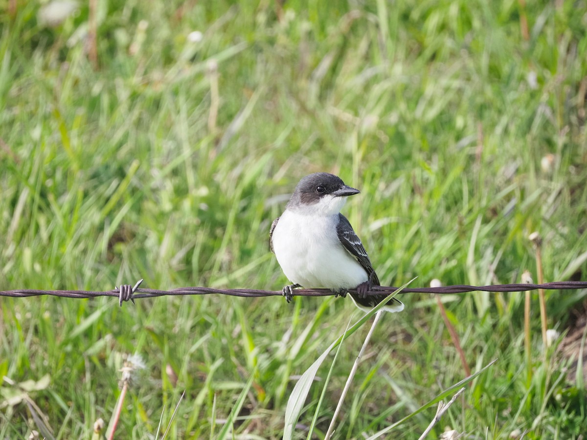 Eastern Kingbird - ML620653791