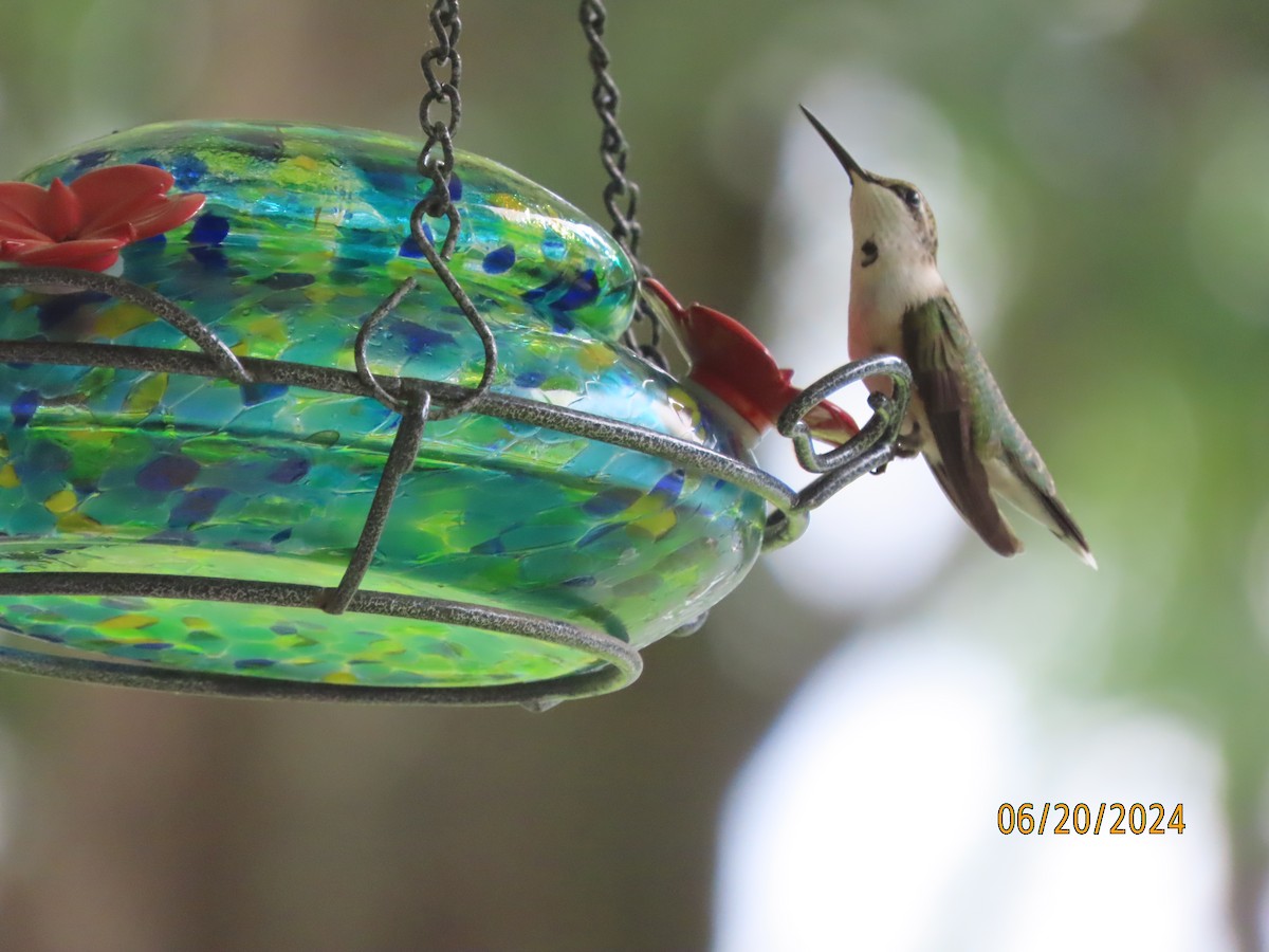 Ruby-throated Hummingbird - ML620653797